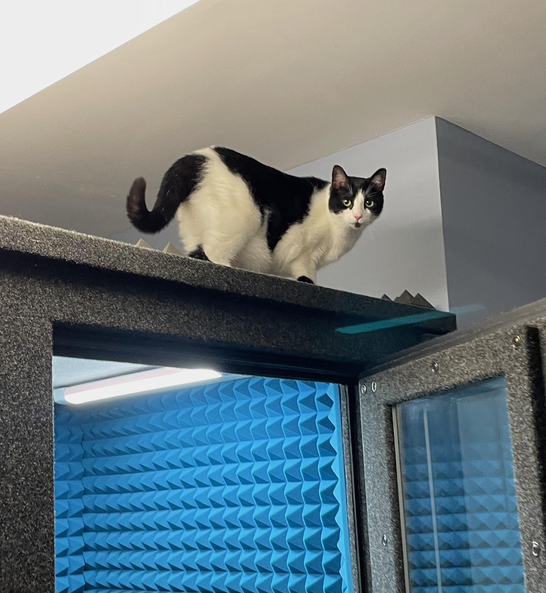 Milis the cat